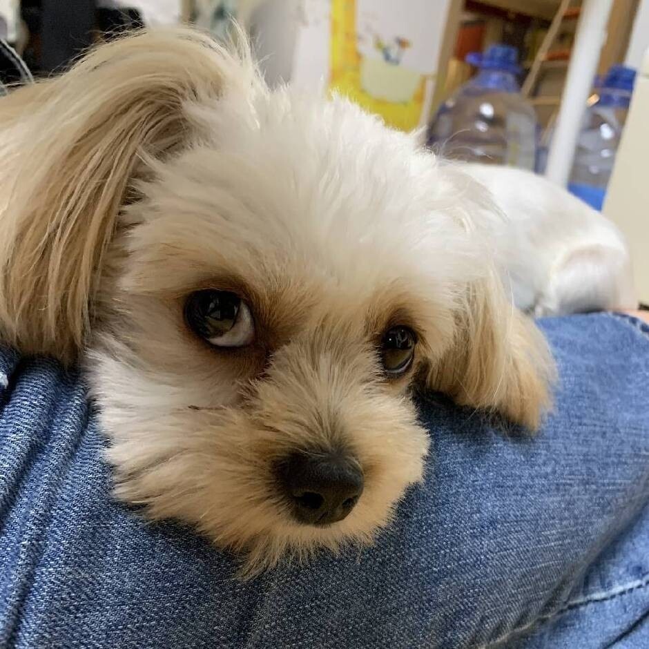 石军