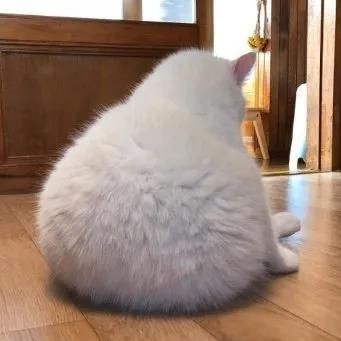 獭立搬