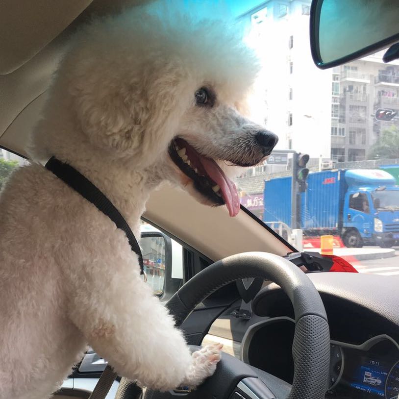 诗鹏