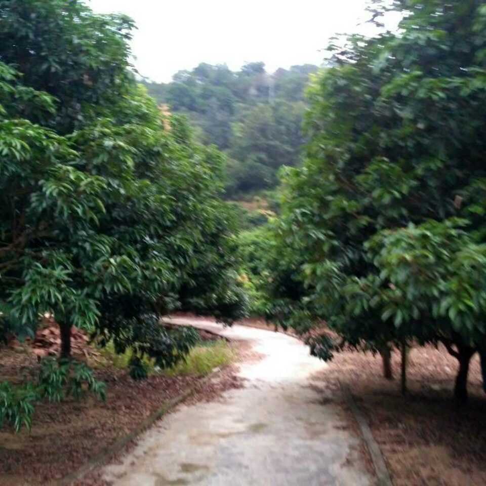 杨孝全