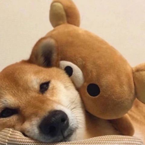 戚豪泽