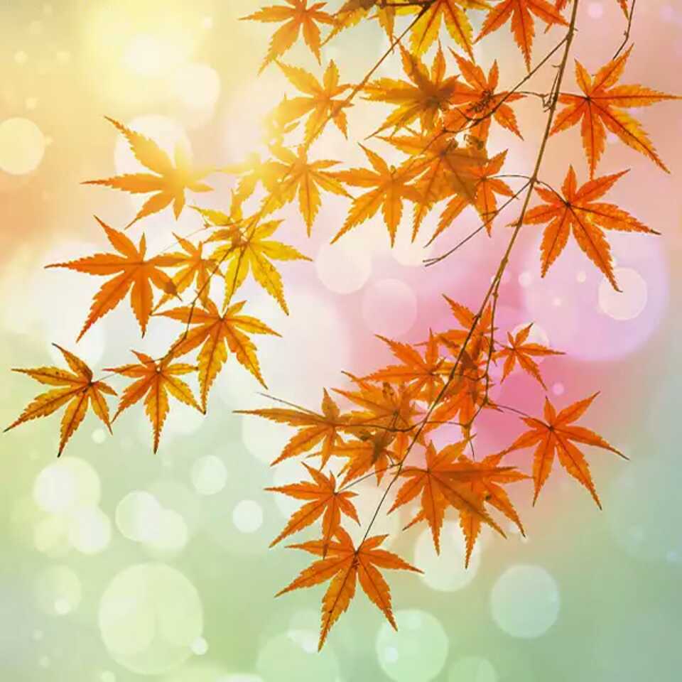 用戶頭像