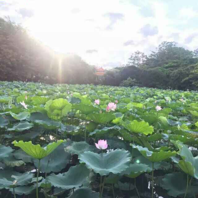 用戶頭像
