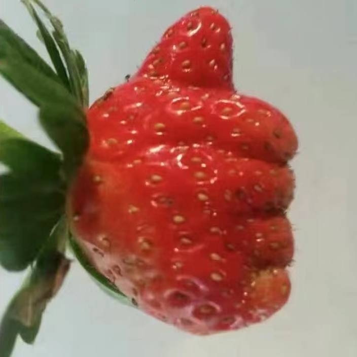 斯坦森