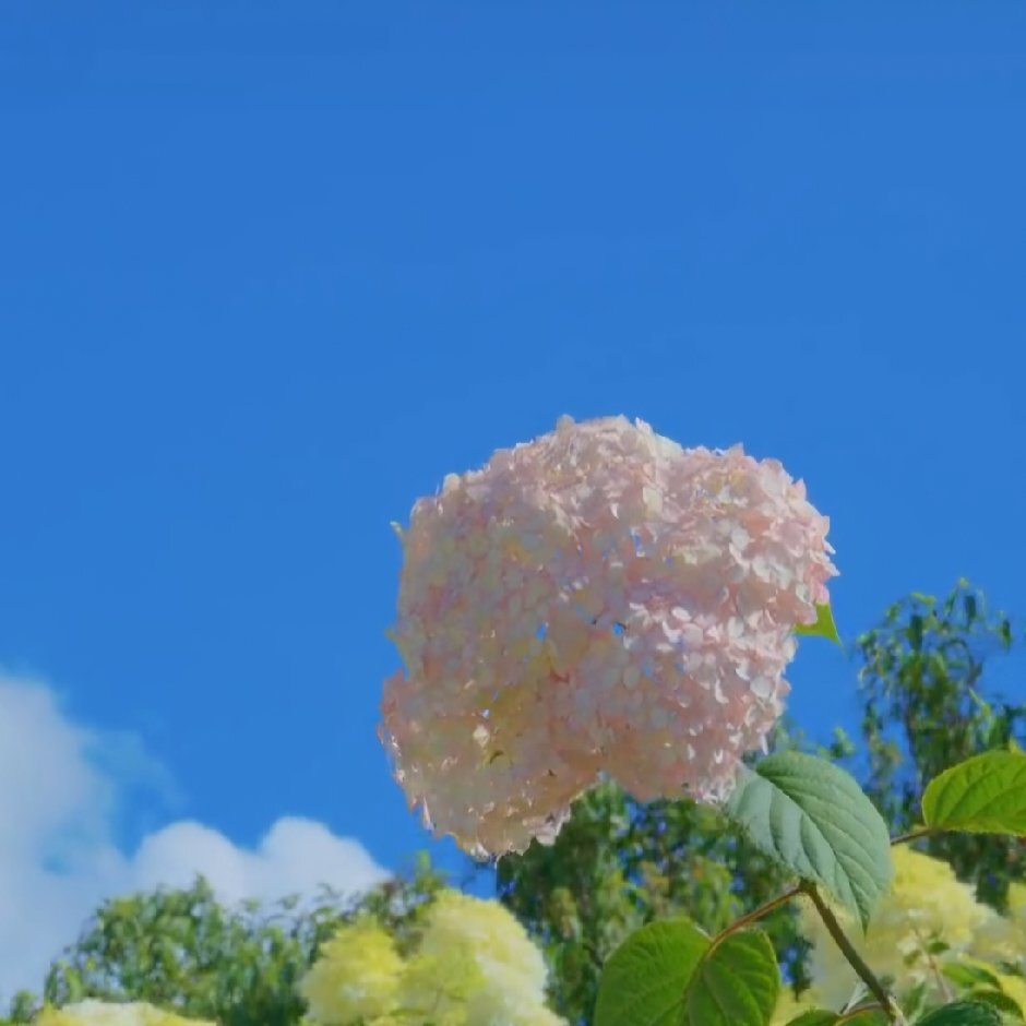 昵昵