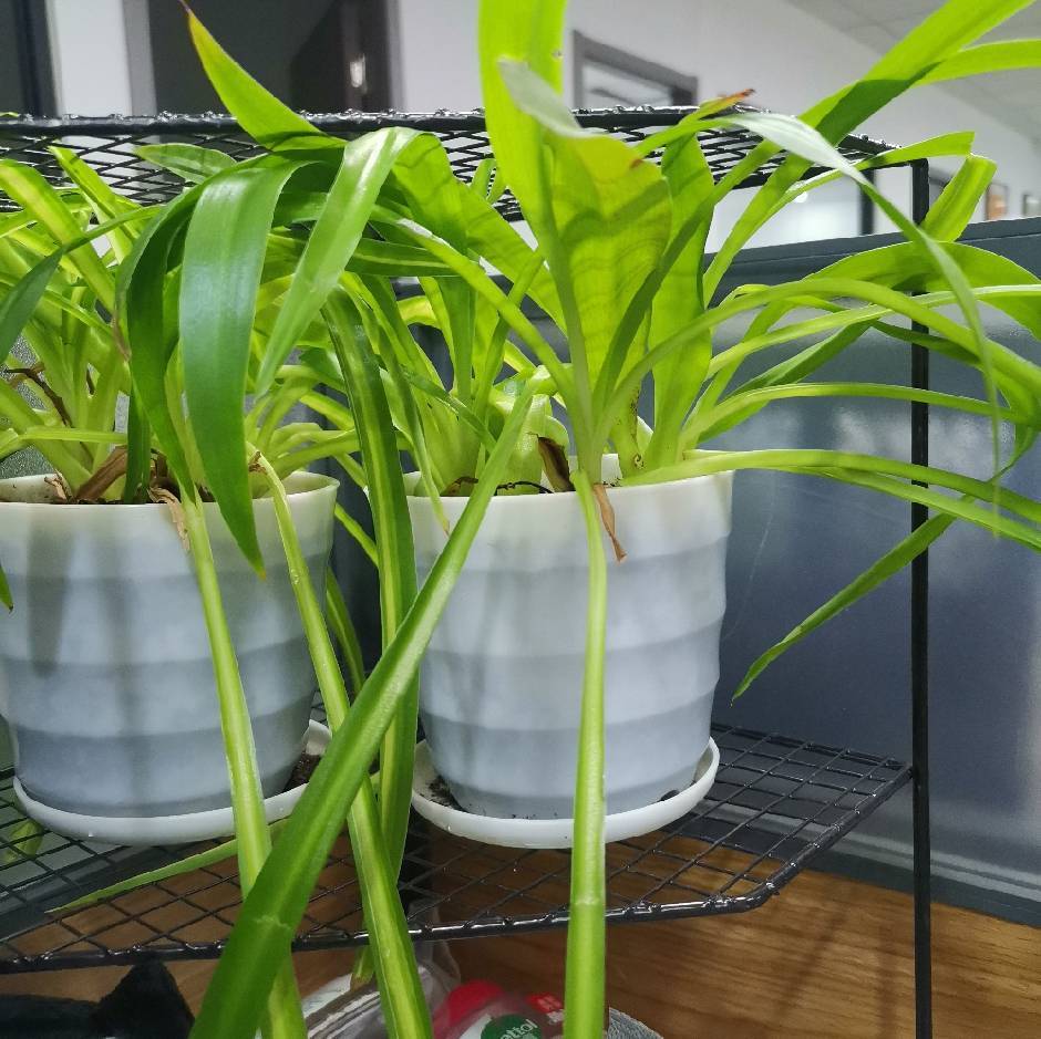 小编