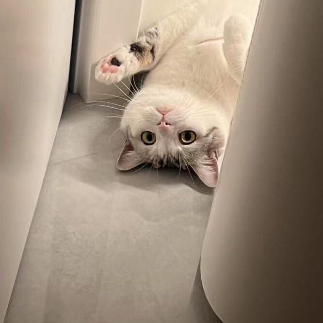 茶粥粥🐈