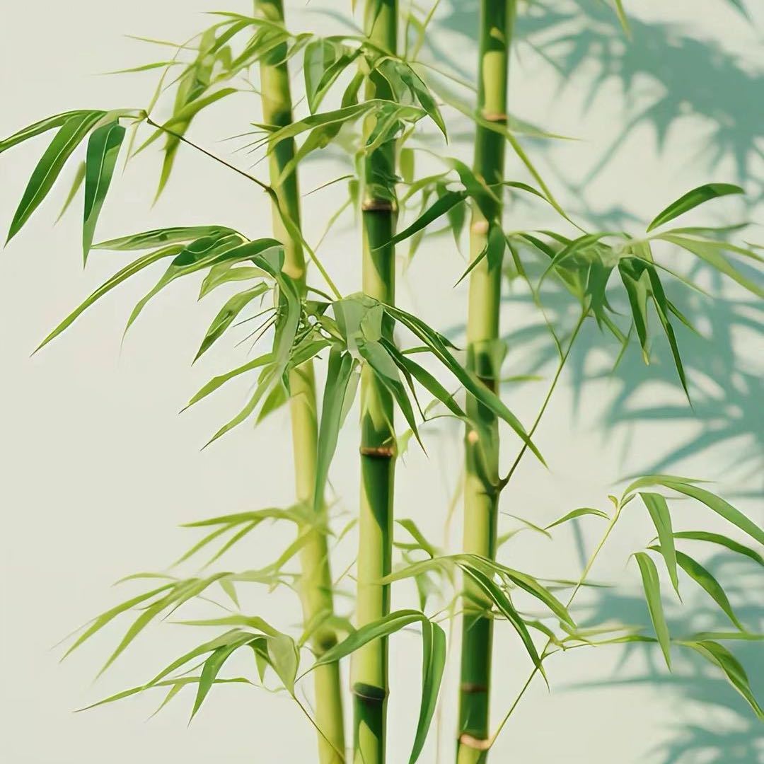 扶摇直上九万里