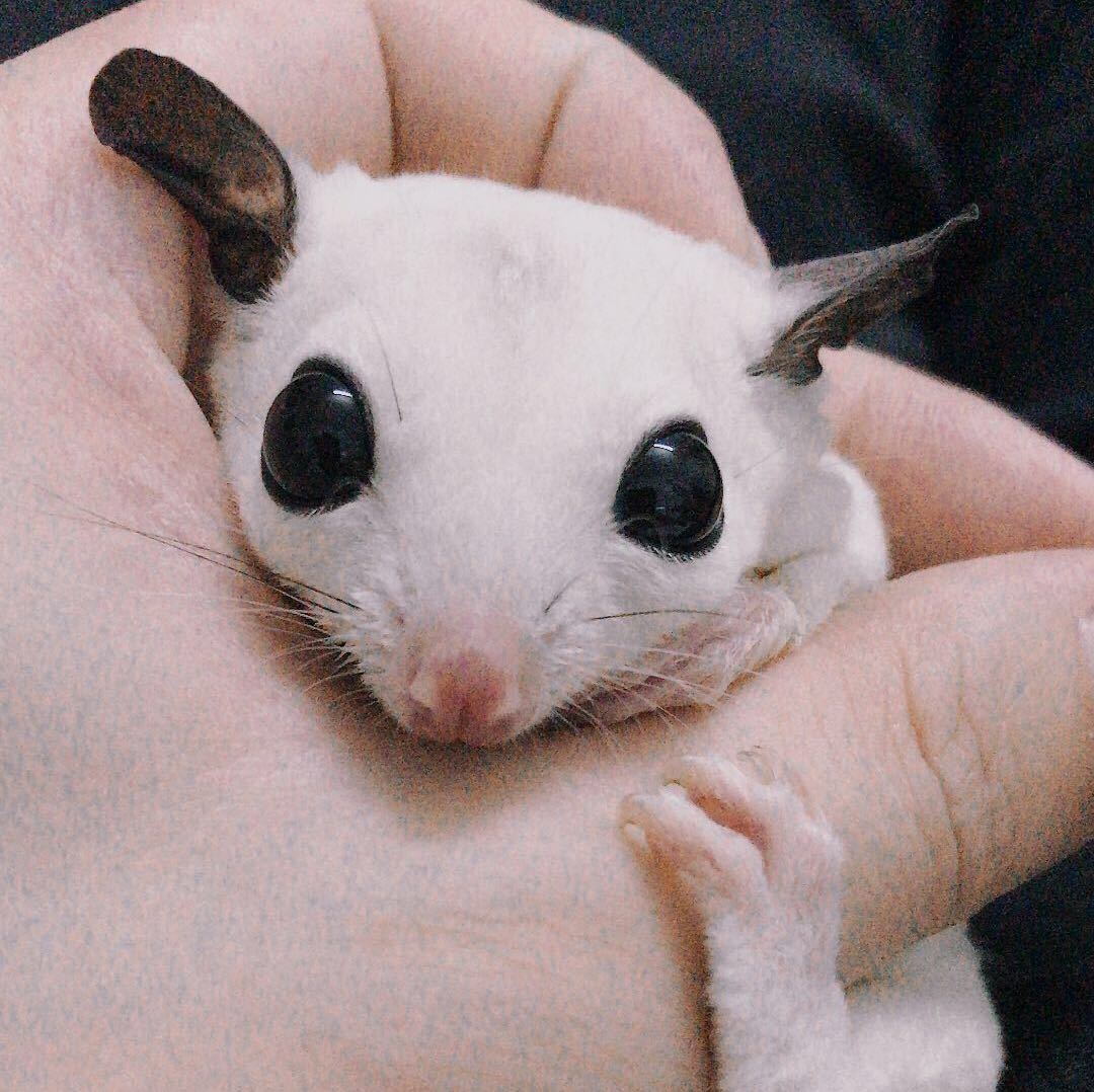 码虫