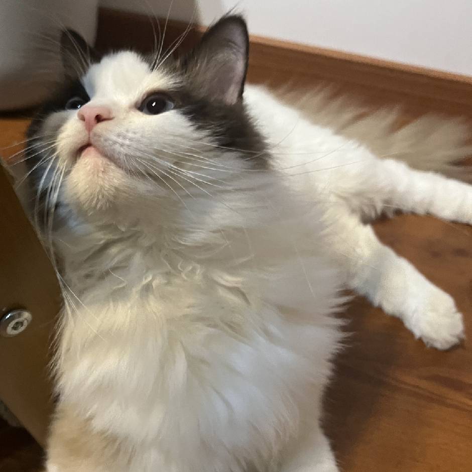 张霄