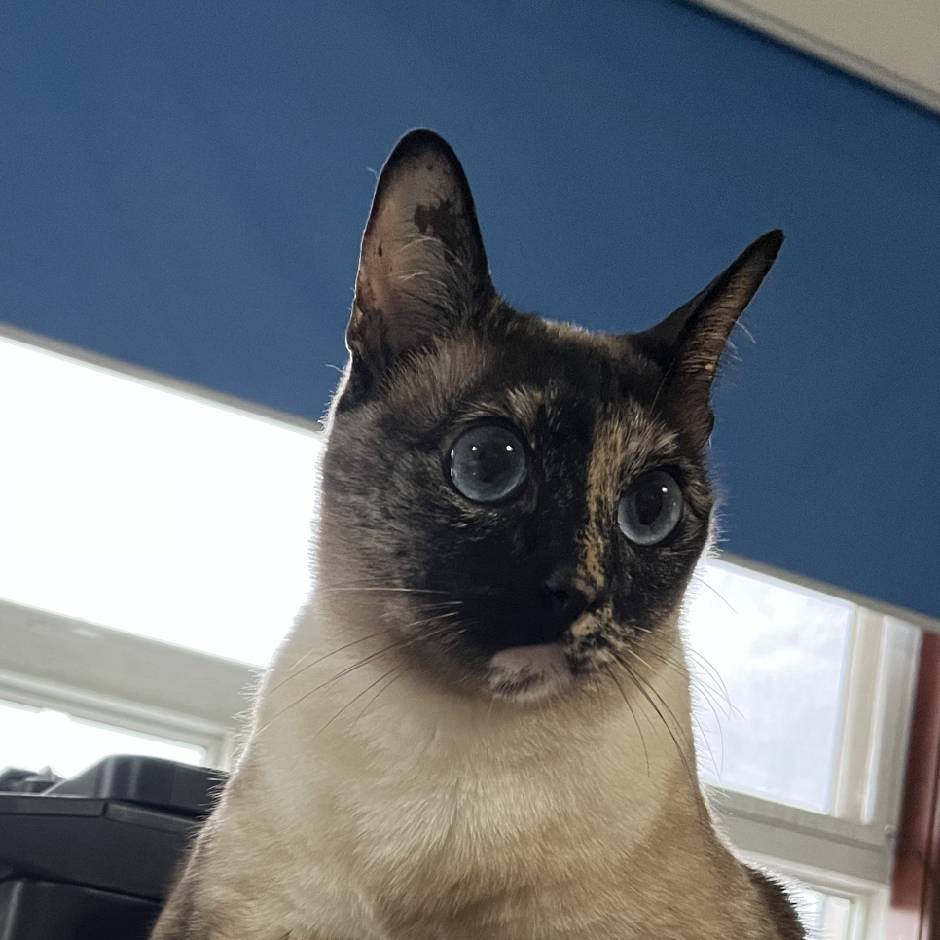 漫舞清鸣