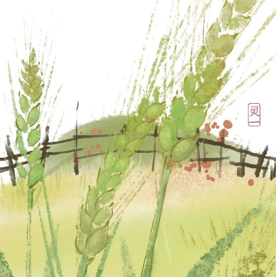清麦