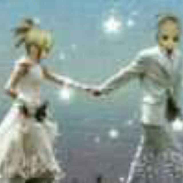 老谭丨蒲公英-豚鼠