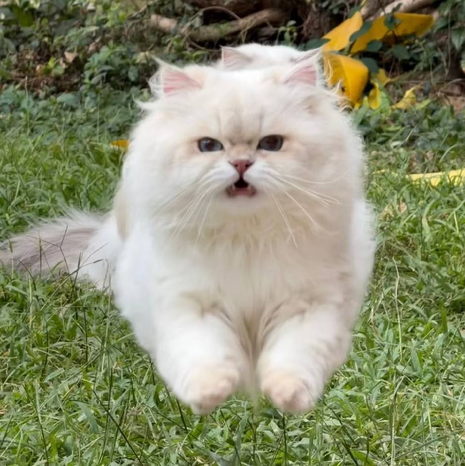 小叮再也不熬夜