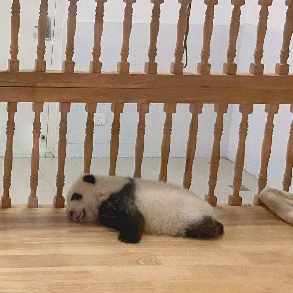 红鲤鱼与绿鲤鱼与锅