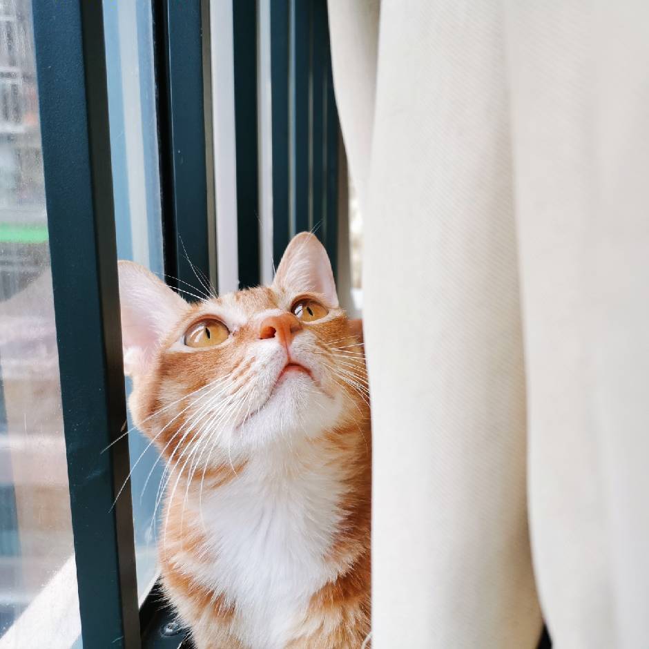 V、