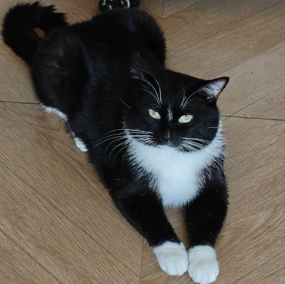 猫猫猫猫猫猫猫猫可爱