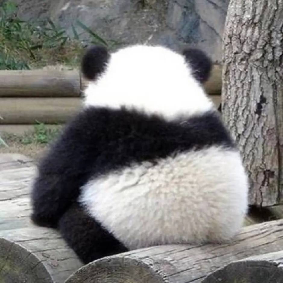 白墨