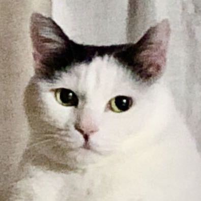 高燕🐈