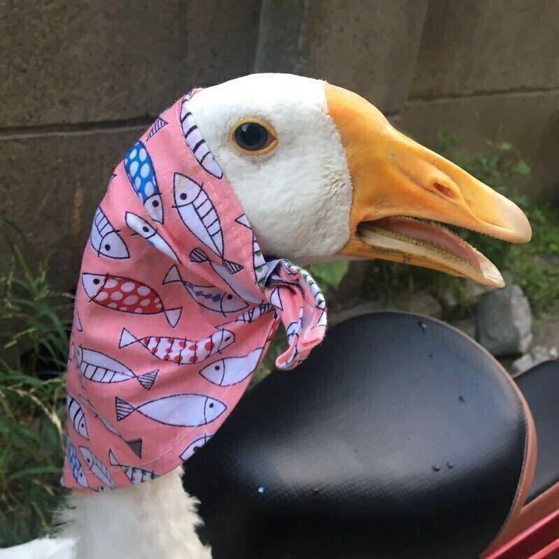 林哈哈