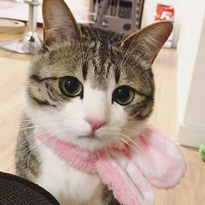 爱看日剧的陈大人