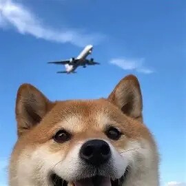 胖虎