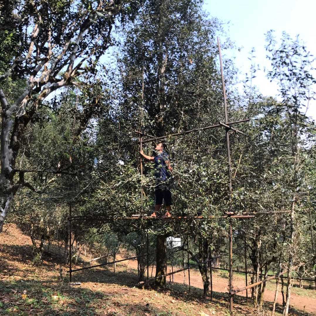 陈 云杰   倚邦河边寨非著名制茶人