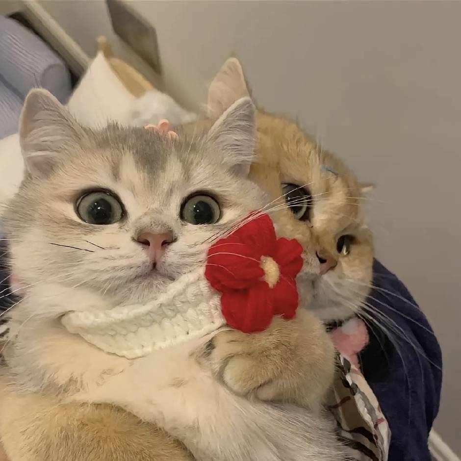 ！青雉  ！