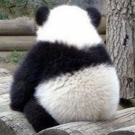 .圆圆滚滚小菠萝🐼