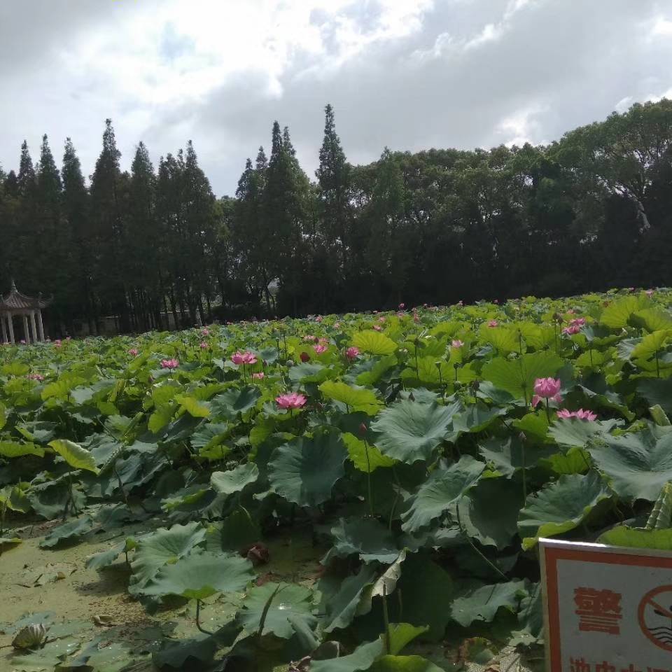 竹雨