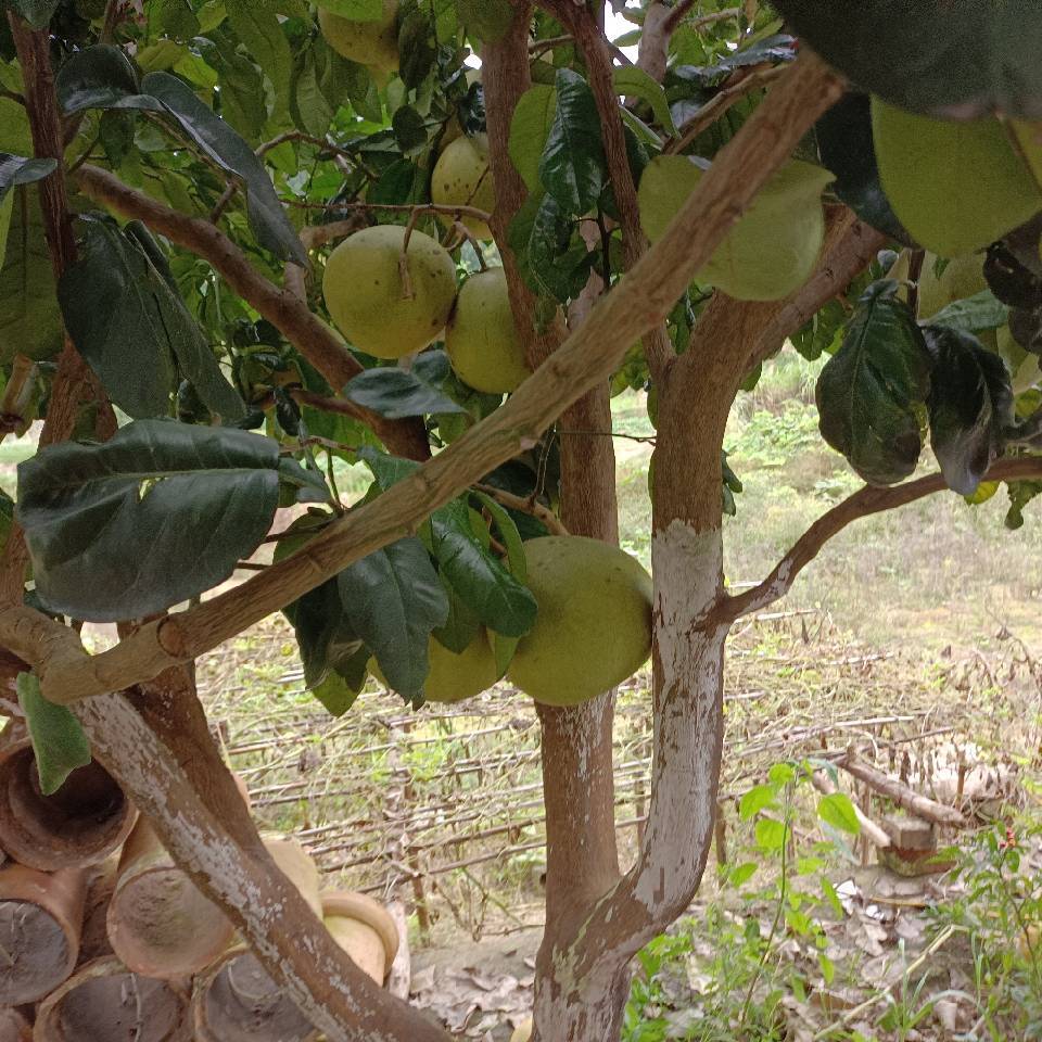 山行😅 🤪 🤪 🤪