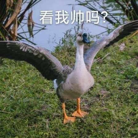 梦之狼