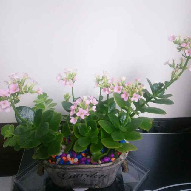 用戶頭像