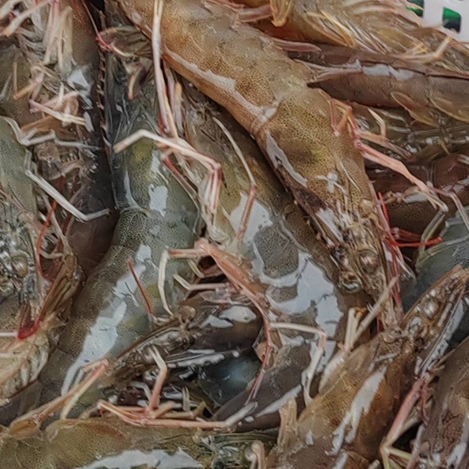 天天新鲜基尾虾陈（19185939708）