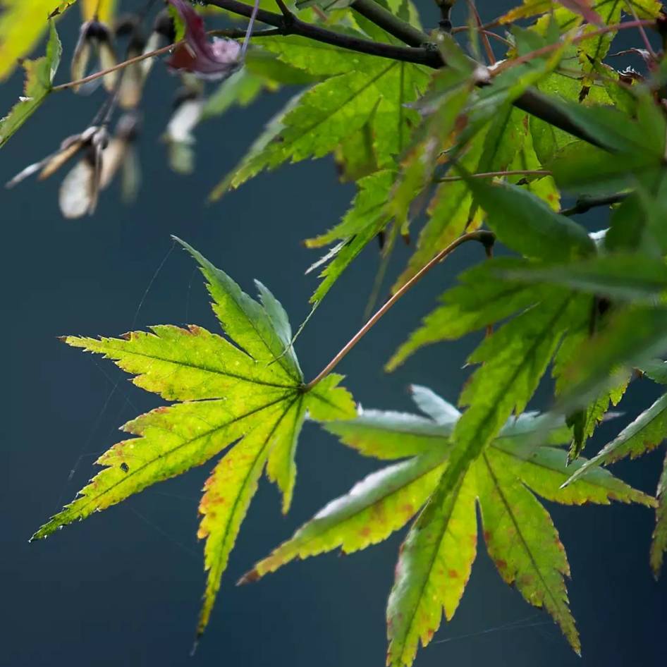 用戶頭像