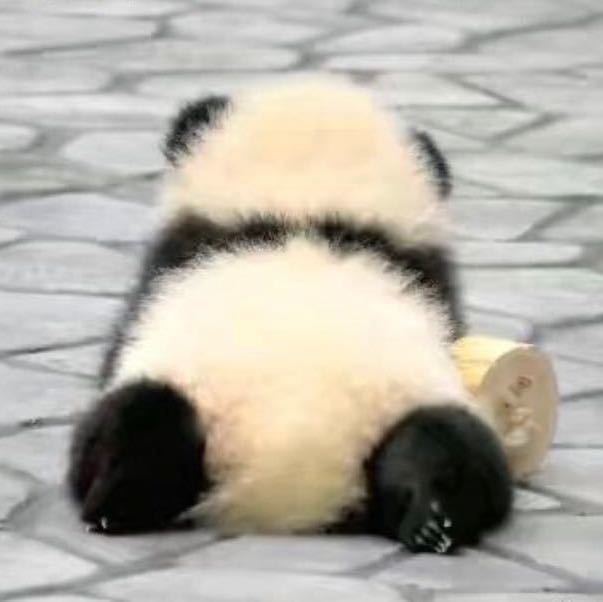 会强