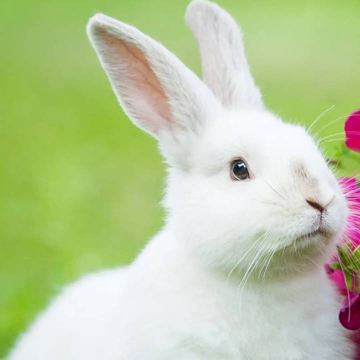 心