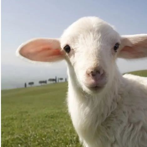 GCF濮院羊绒工厂直销