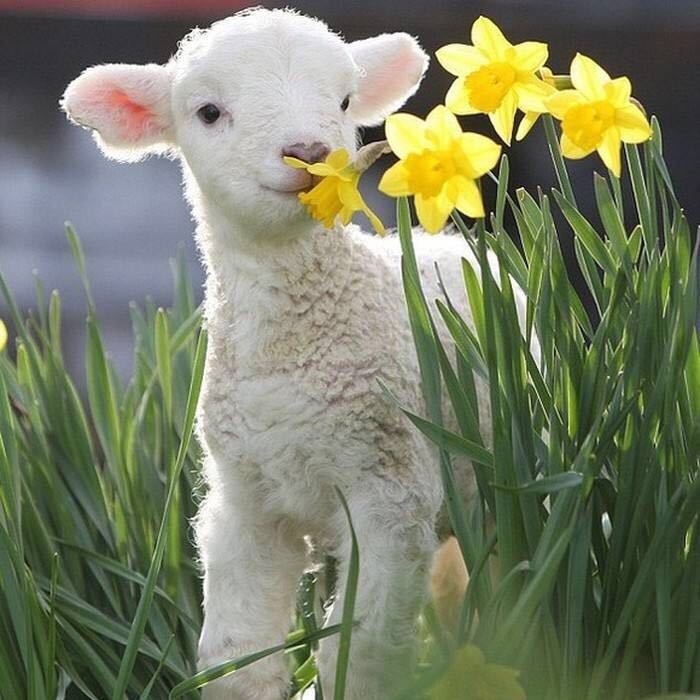 一只🐑