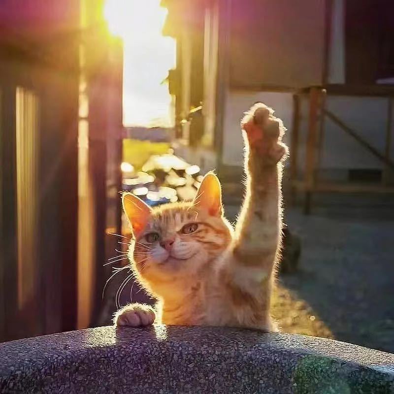 君额上似可跑马