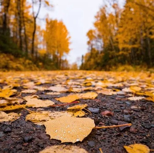 🍁
