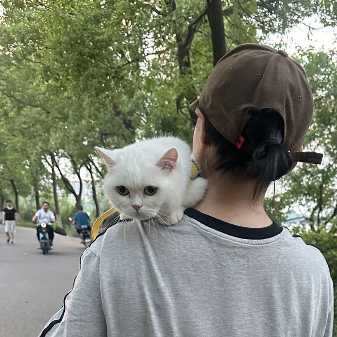 日葵