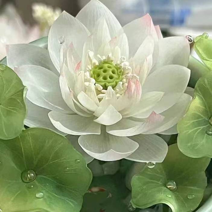 君愿