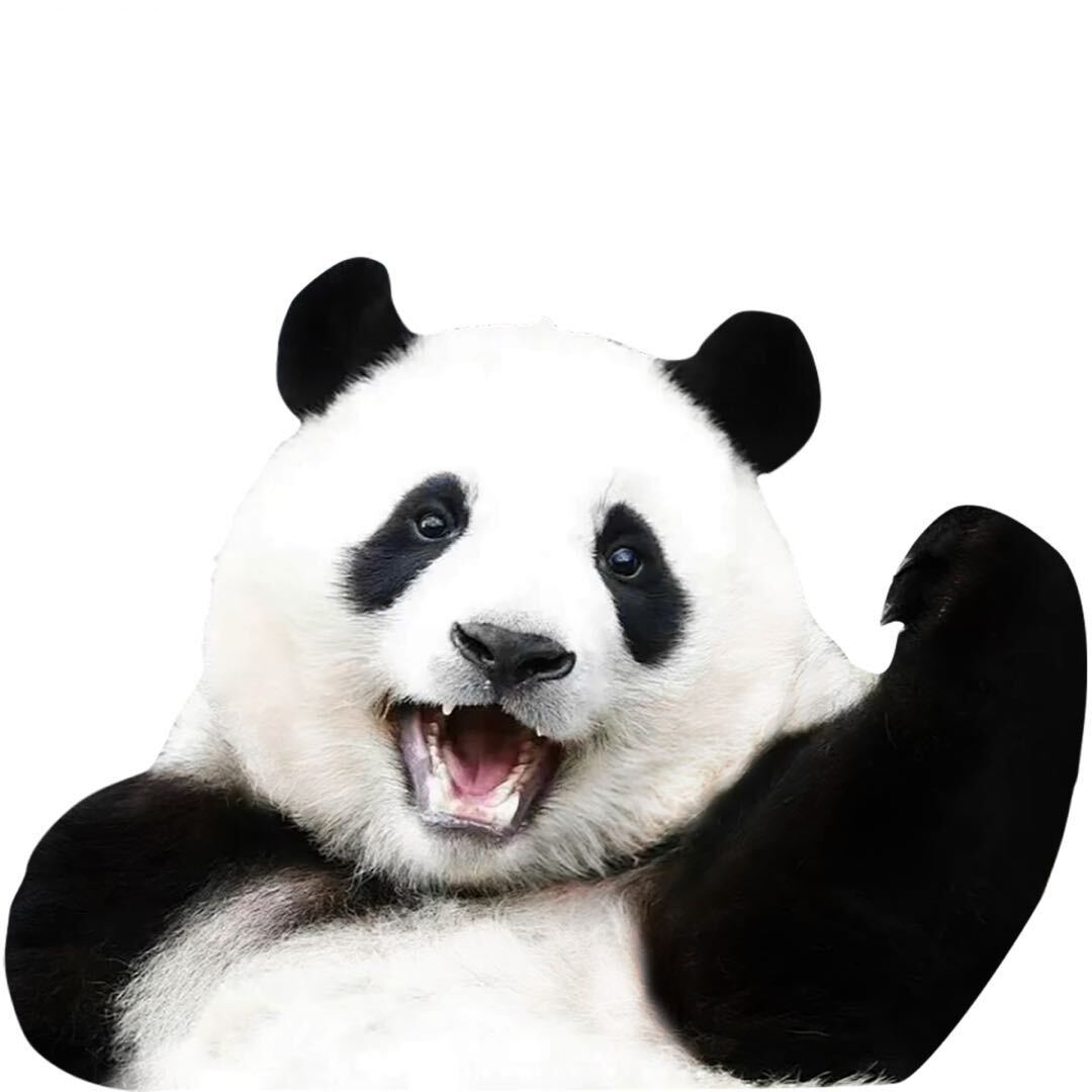 熊猫不弯腰