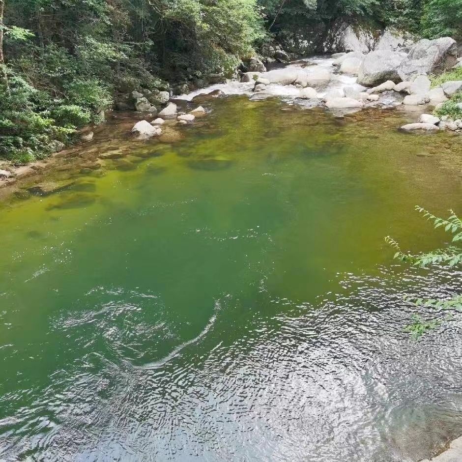阿高