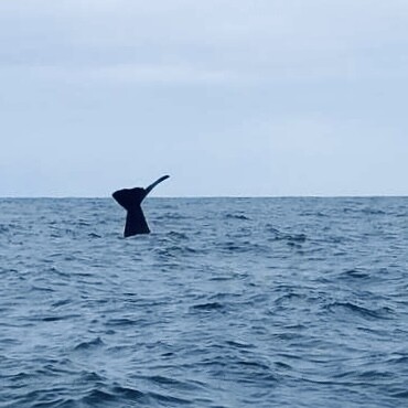 卡梅拉🐳鲸打卡运营🍀
