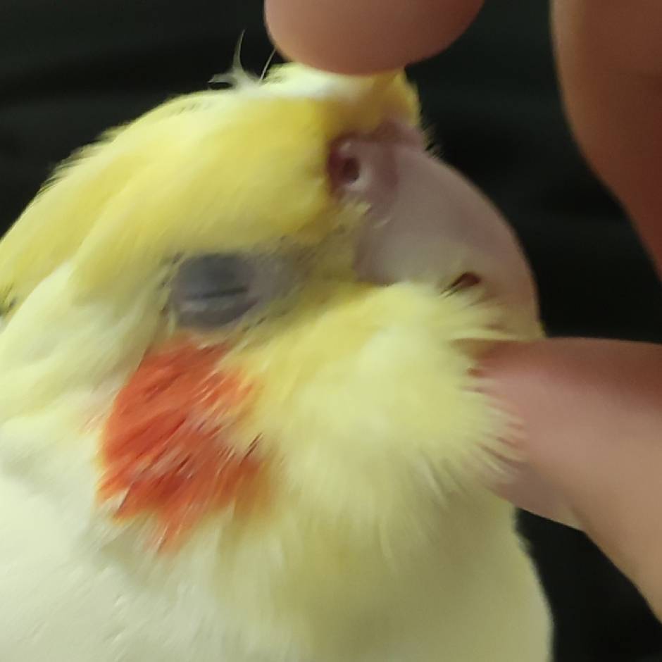 Rui