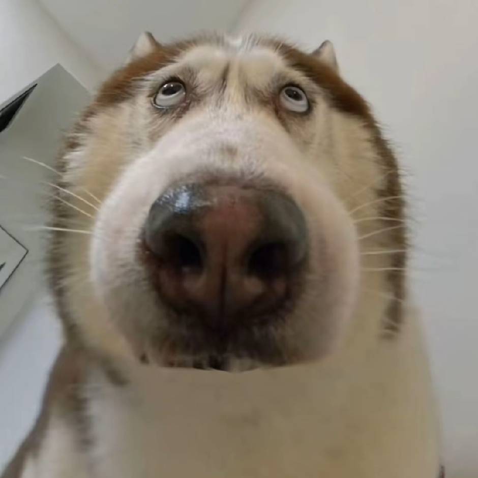 小肥龙