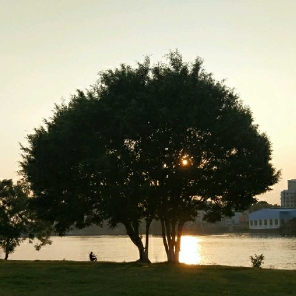 邓淼