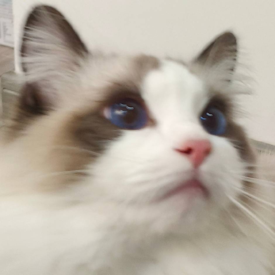 奇迹羊羊